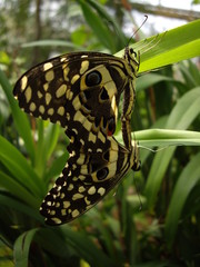 Schmetterlingpaarung