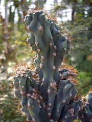 Kaktus
