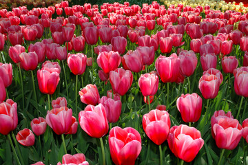 Tulip garden 2