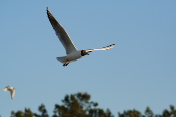 Möwe am Himmel-1
