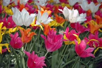 Multicolored tulips