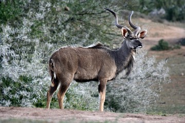 Naklejka na ściany i meble Greater Kudu Bull Antelope