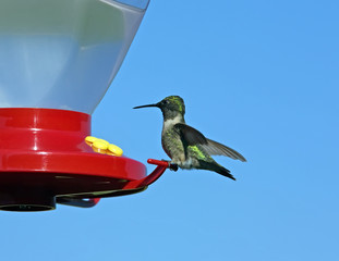 Male Ruby-Throated Hummingbird perched on a red feeder.