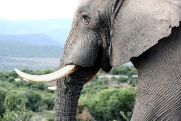 African Elephant Portrait