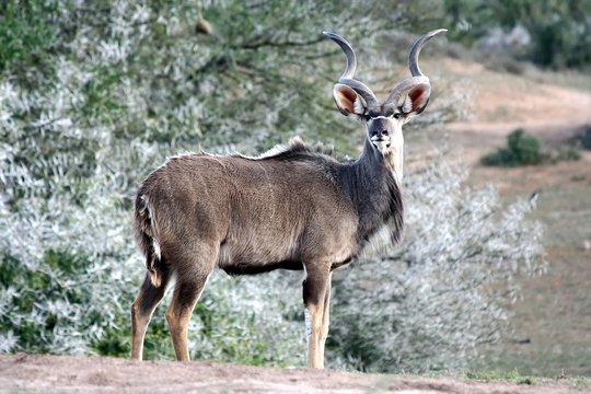 Alert Kudu Bull © Duncan Noakes