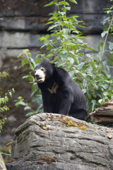 Sun Bear