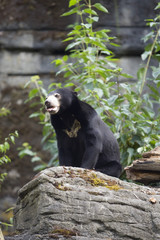 Malayan Sun Bear