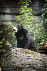 Sun Bear