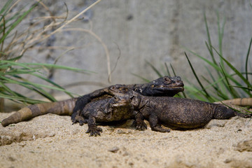 Lizards
