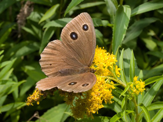 monarch butterfly on the flower