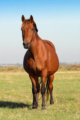 Fototapeta premium gniada klacz na łące