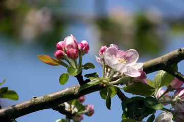 Obraz premium apple blossom