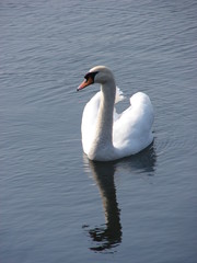 Fototapeta premium Mute swan