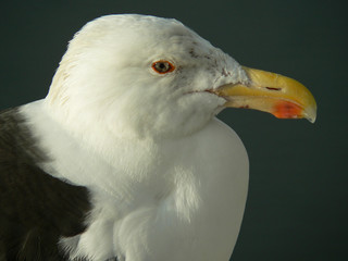Herring Gull