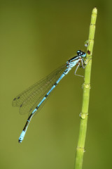 Macro of dragonfly Coenagrion puella