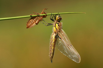 Incubation of dragonfly Libellula quadrimaculata