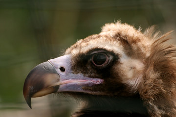 Look of vulture Aegypius monachus
