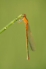  Close-up of damselfly Ischnura pumilio