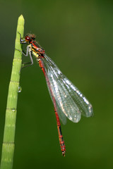 Close-up of damselfly Pyrrhosoma nymphula