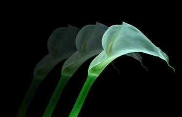 calla