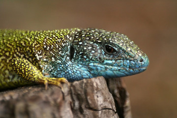 Close-up of lizard Lacerta viridis