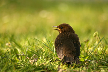  Young curious ouzel