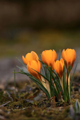 Spring in garden - crocus