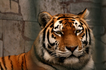 Fototapeta na wymiar Look of tiger