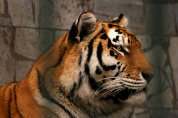Panthera tigris altaica - tiger