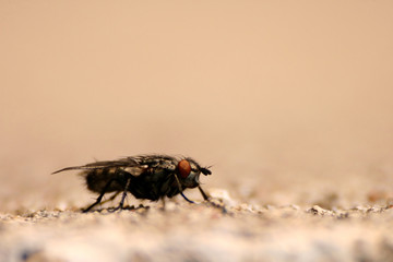  Musca domestica on wall