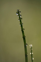  Drops of dew on Equisetum fluviatile