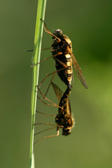  Copula of flower-flies