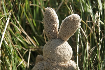Lapin à la campagne