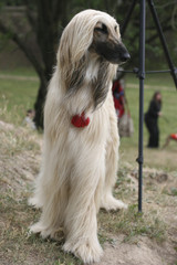 Top model (Afghan hound)