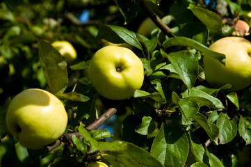 Organically grown apples 8082