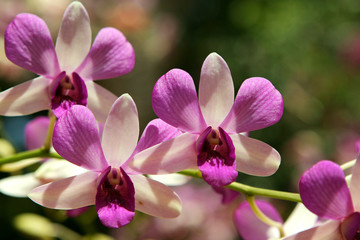 Fototapeta na wymiar Orchidées róże