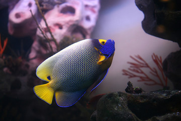 Euxiphipops xanthometapon