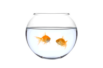 Two golden fish in a bowl against white background