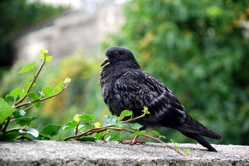 pigeon