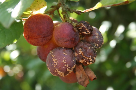 Pourri 이미지 찾아보기 1,175 스톡 사진, 벡터 및 비디오 Adobe Stock