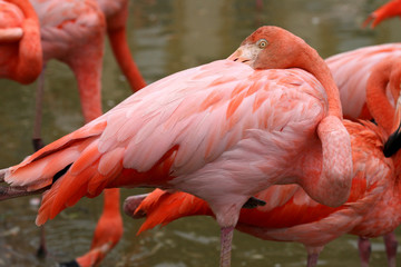 Colorful flamingos