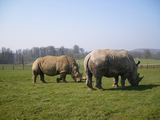 Obraz premium Africa in the UK - The White African Rhino