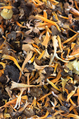 Chanterelles