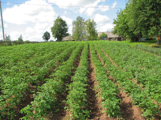 Field of a potato