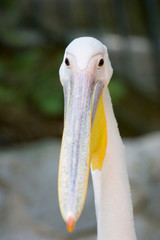 white pelican