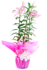 Flower Gift