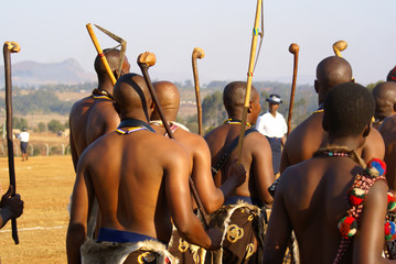 Reed Dance in Swaziland - tribal chiefs - obrazy, fototapety, plakaty