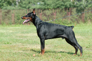 DOBERMAN