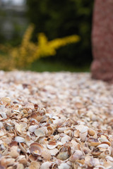 abstract seashells