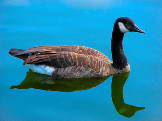Obraz premium Goose in the blue water